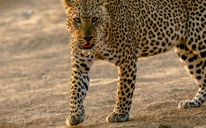 Close-up of a leopard walking in its natural habitat, showcasing its striking patterns.