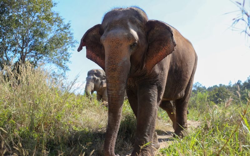 Close-up of an Asian elephant in a sanctuary in Chiang Mai, Thailand under bright sunlight.