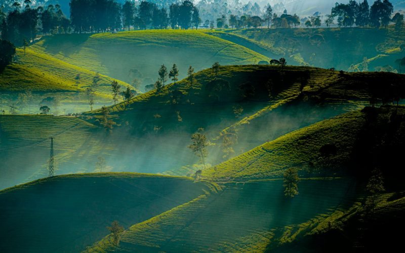 Misty morning over lush green tea plantations in West Java, Indonesia, showcasing rolling hills and tranquil nature.
