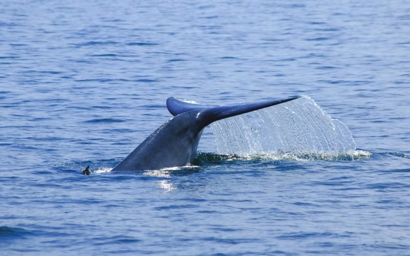 A whale's tail emerges gracefully from the ocean, surrounded by splashes of blue water in Thailand.